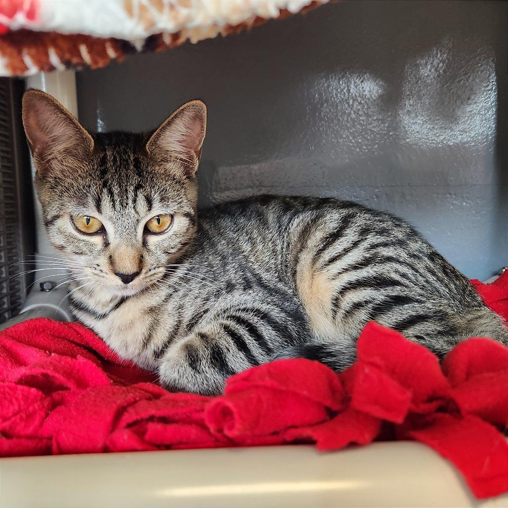 Enlarge Sheldon, a Adoptable Domestic Short Hair in Naples, FL image 1/3