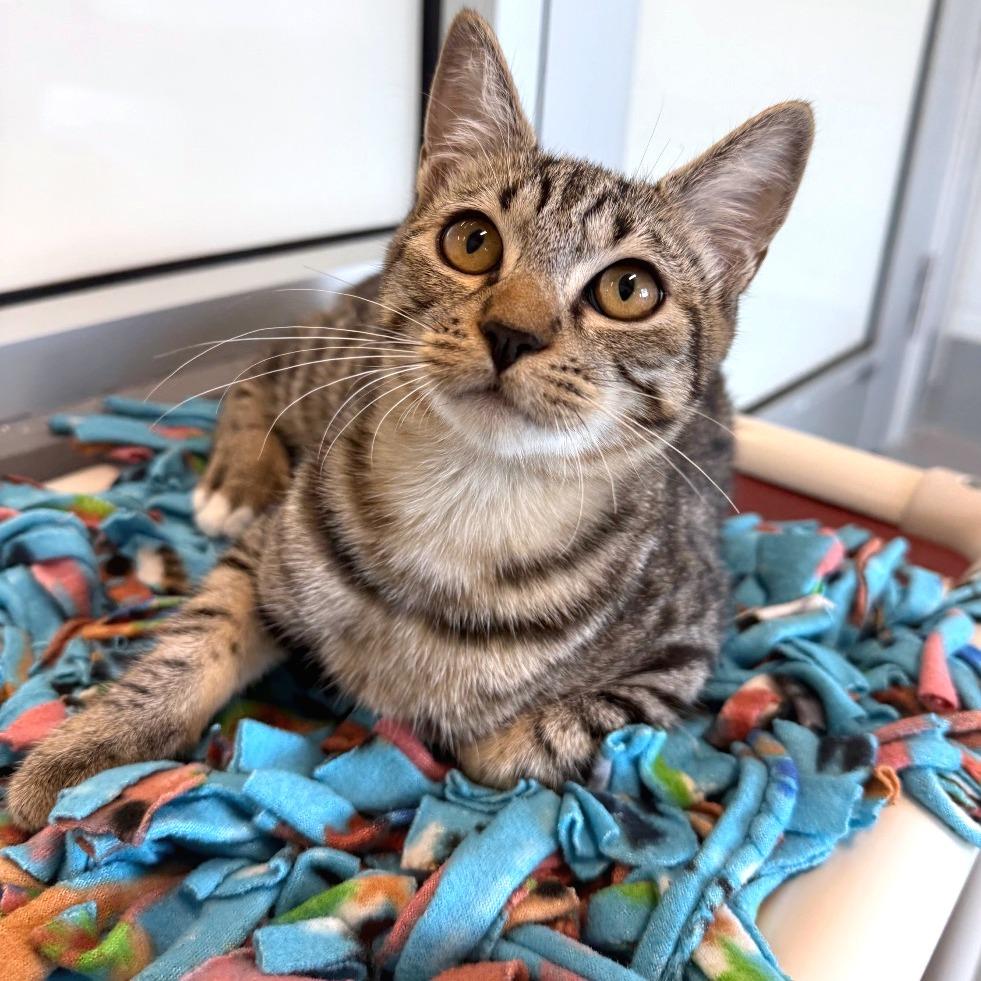 Enlarge Sheldon, a Adoptable Domestic Short Hair in Naples, FL image 2/3