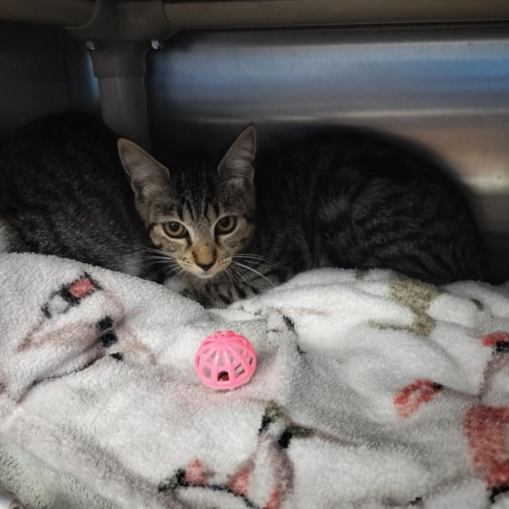 Enlarge Sheldon, a Adoptable Domestic Short Hair in Naples, FL image 3/3