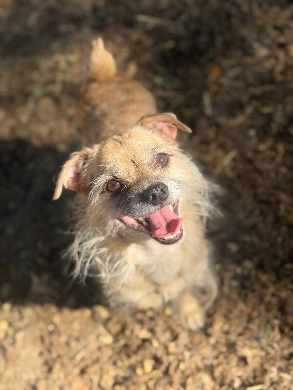 Toby-One of our Amazing Rescue Dogs, Adoptable, Adult Male Border Terrier & Mixed Breed.