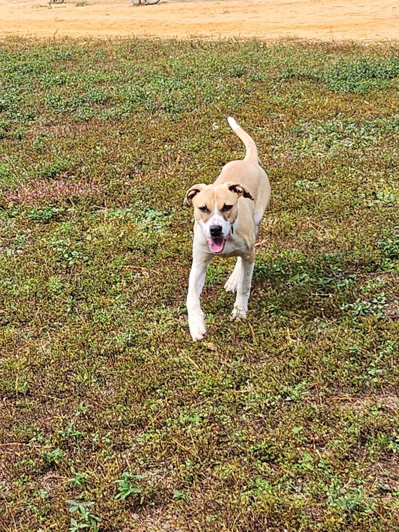 Dixie, a Adoptable mixed breed in St. George, SC image 1/4