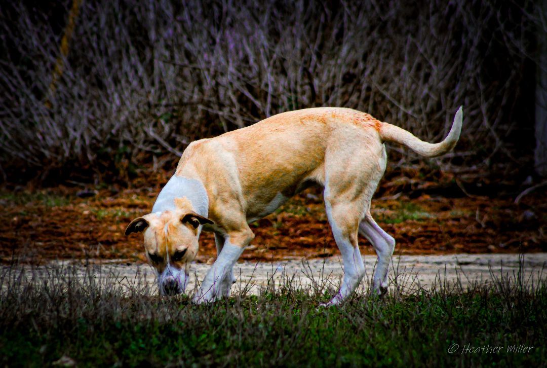 Dixie, a Adoptable mixed breed in St. George, SC image 2/4