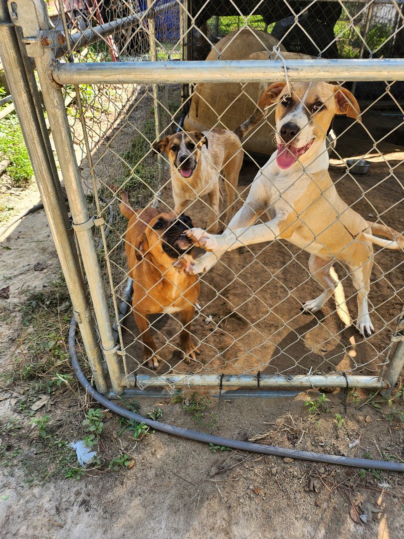 Dixie, a Adoptable mixed breed in St. George, SC image 3/4