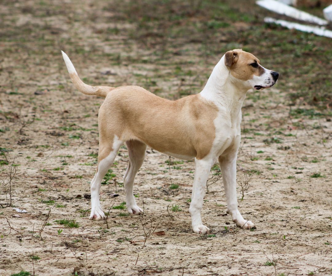 Dixie, a Adoptable mixed breed in St. George, SC image 4/4