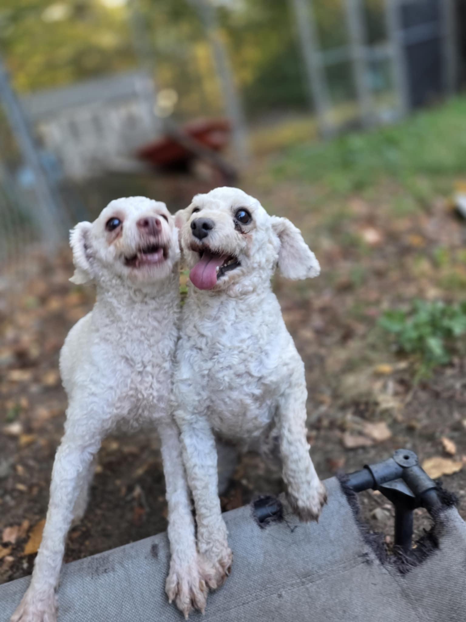 Enlarge Cotton, a Adoptable Miniature Poodle in Wurtsboro, NY image 1/5