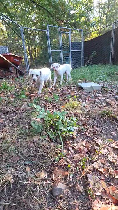 Enlarge Cotton, a Adoptable Miniature Poodle in Wurtsboro, NY video 5/5