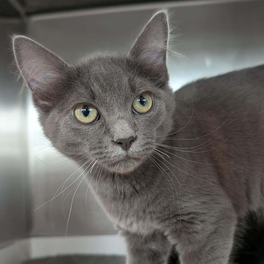 Huey, Adoptable, Kitten Male Domestic Short Hair.