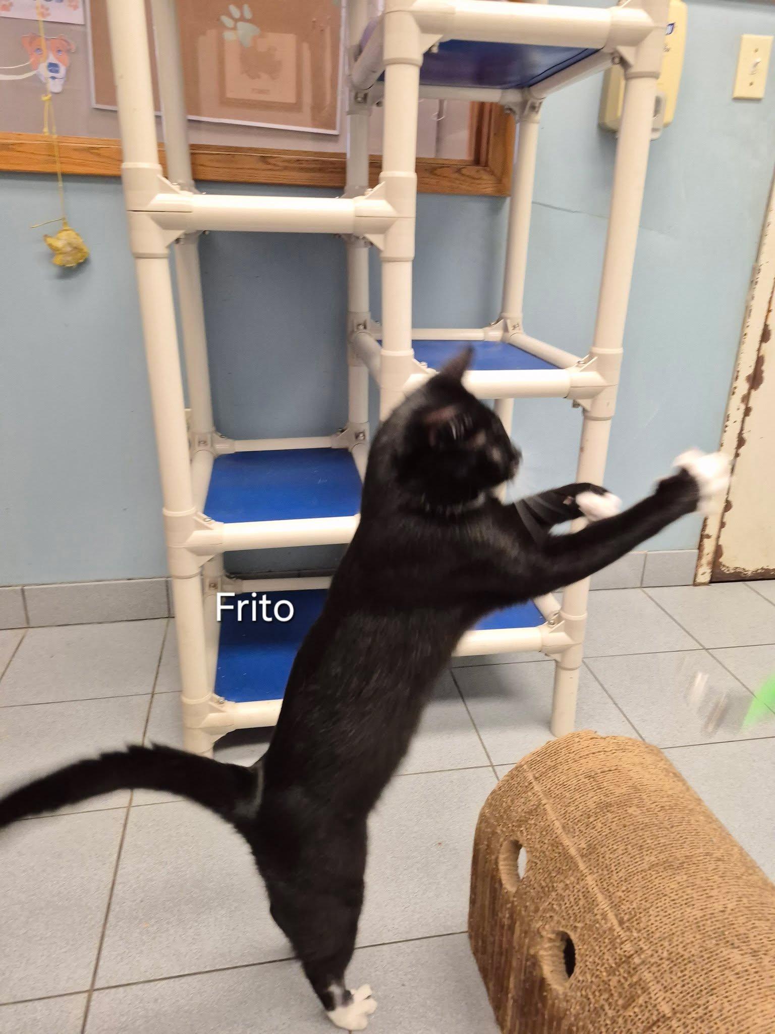 Enlarge Frito, a Adoptable Domestic Short Hair in Buffalo, NY image 5/6