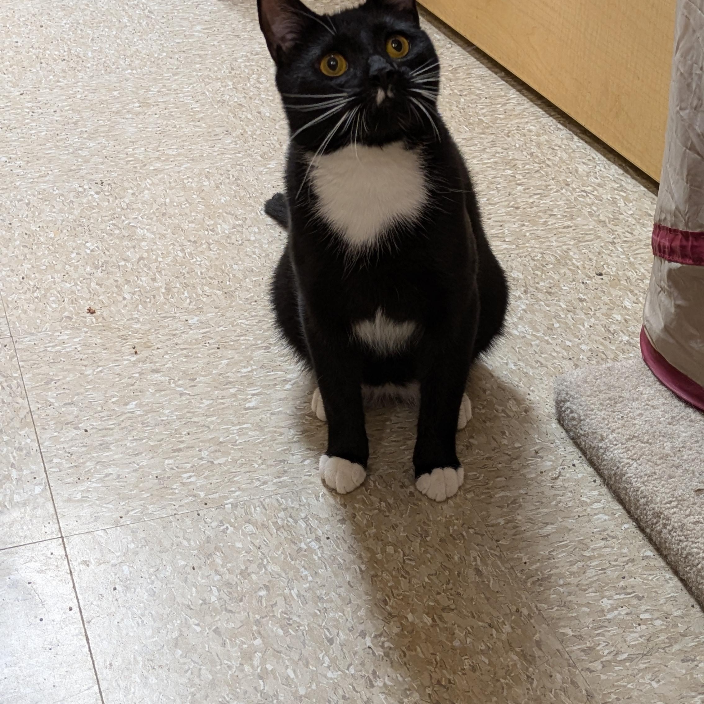 Enlarge Frito, a Adoptable Domestic Short Hair in Buffalo, NY image 6/6