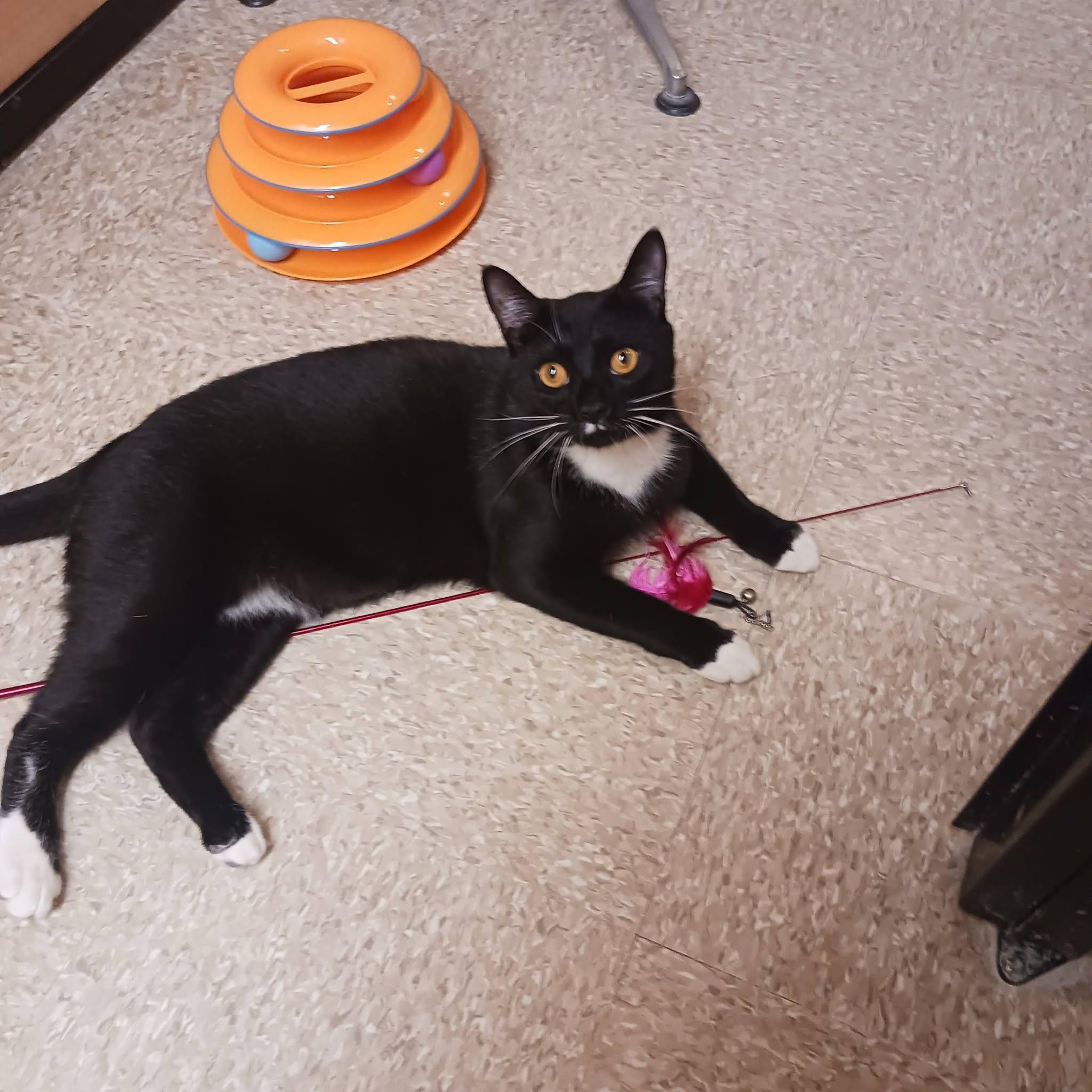Enlarge Frito, a Adoptable Domestic Short Hair in Buffalo, NY image 4/6