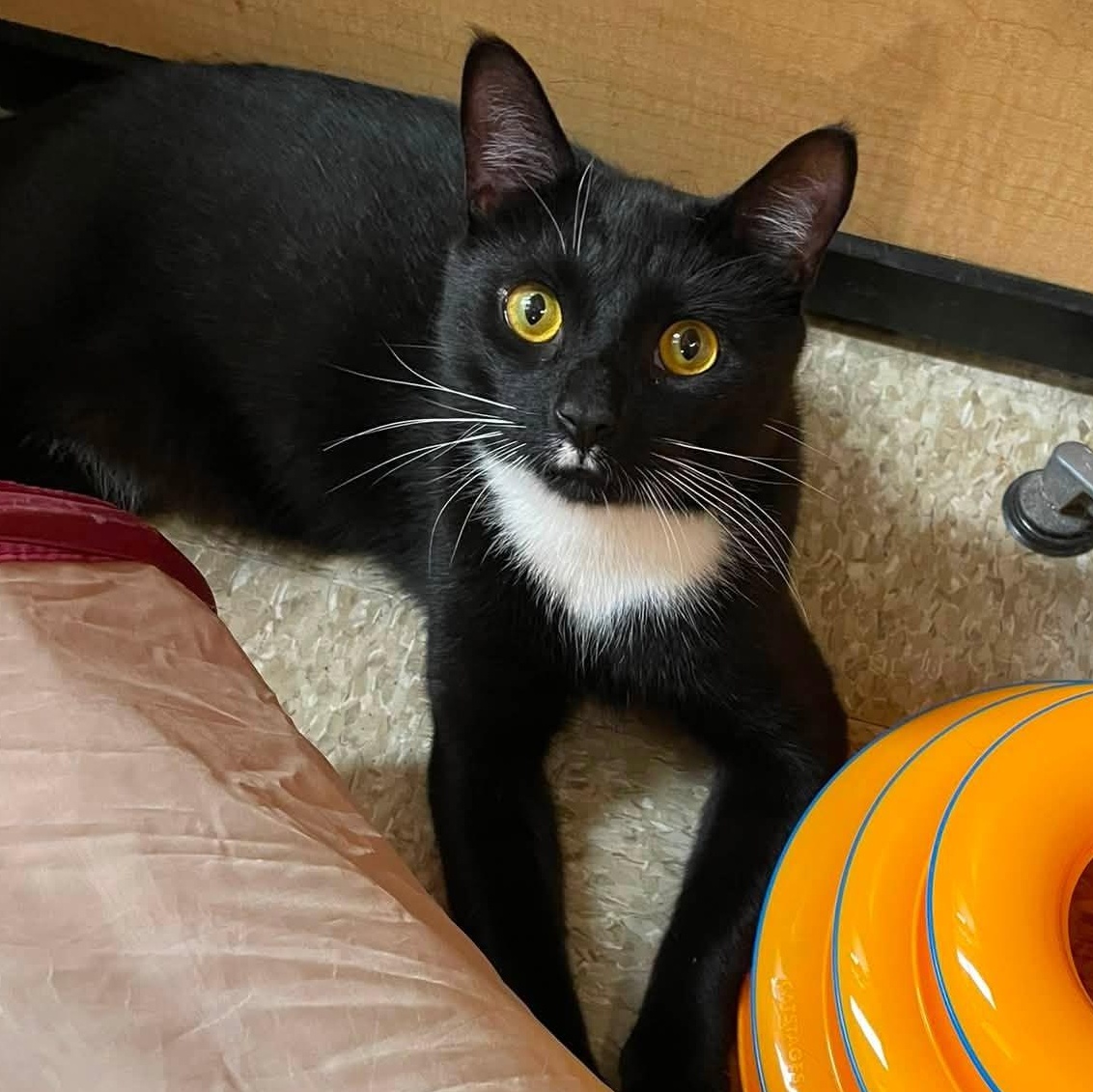 Enlarge Frito, a Adoptable Domestic Short Hair in Buffalo, NY image 1/6