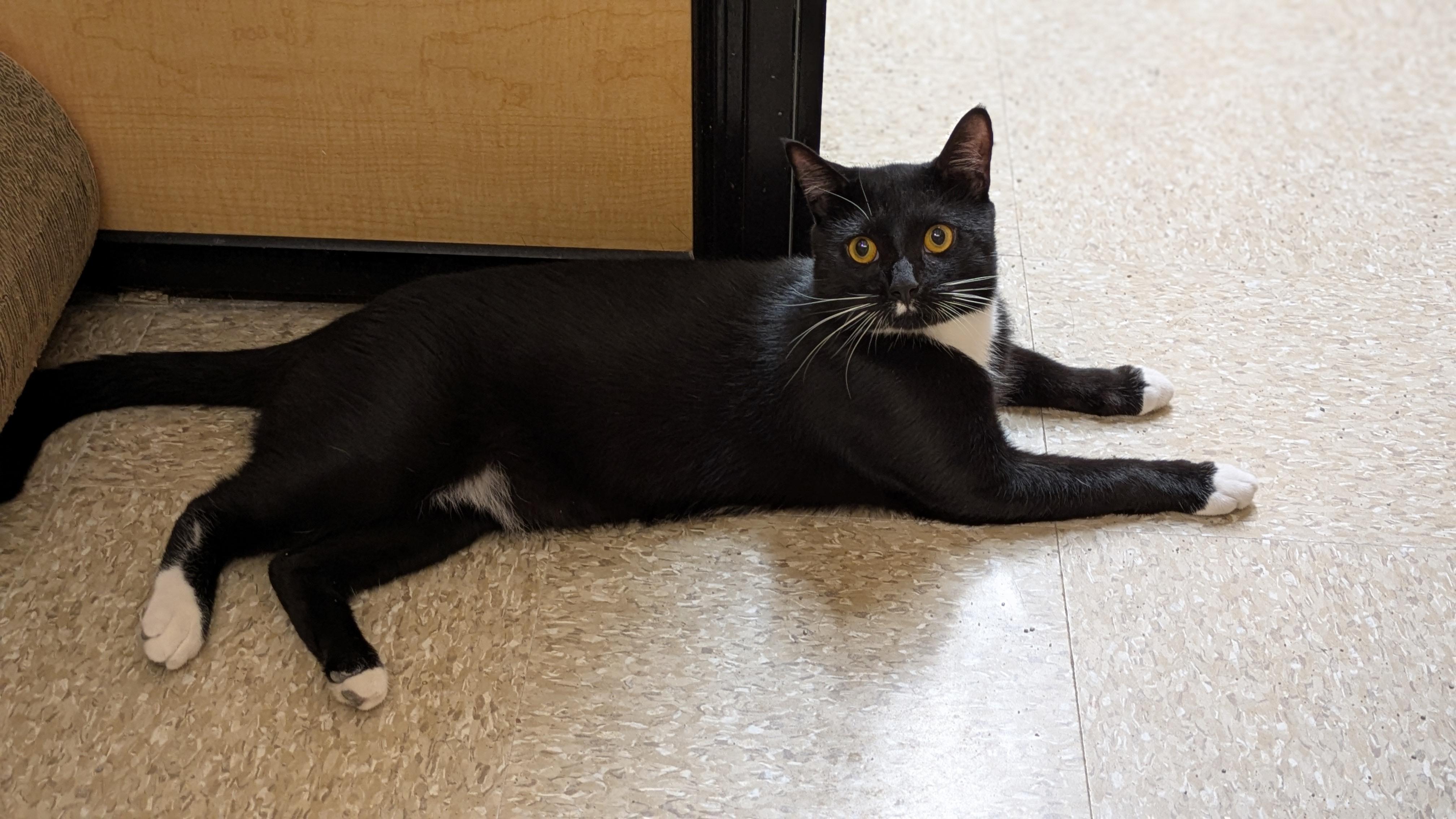 Enlarge Frito, a Adoptable Domestic Short Hair in Buffalo, NY image 3/6