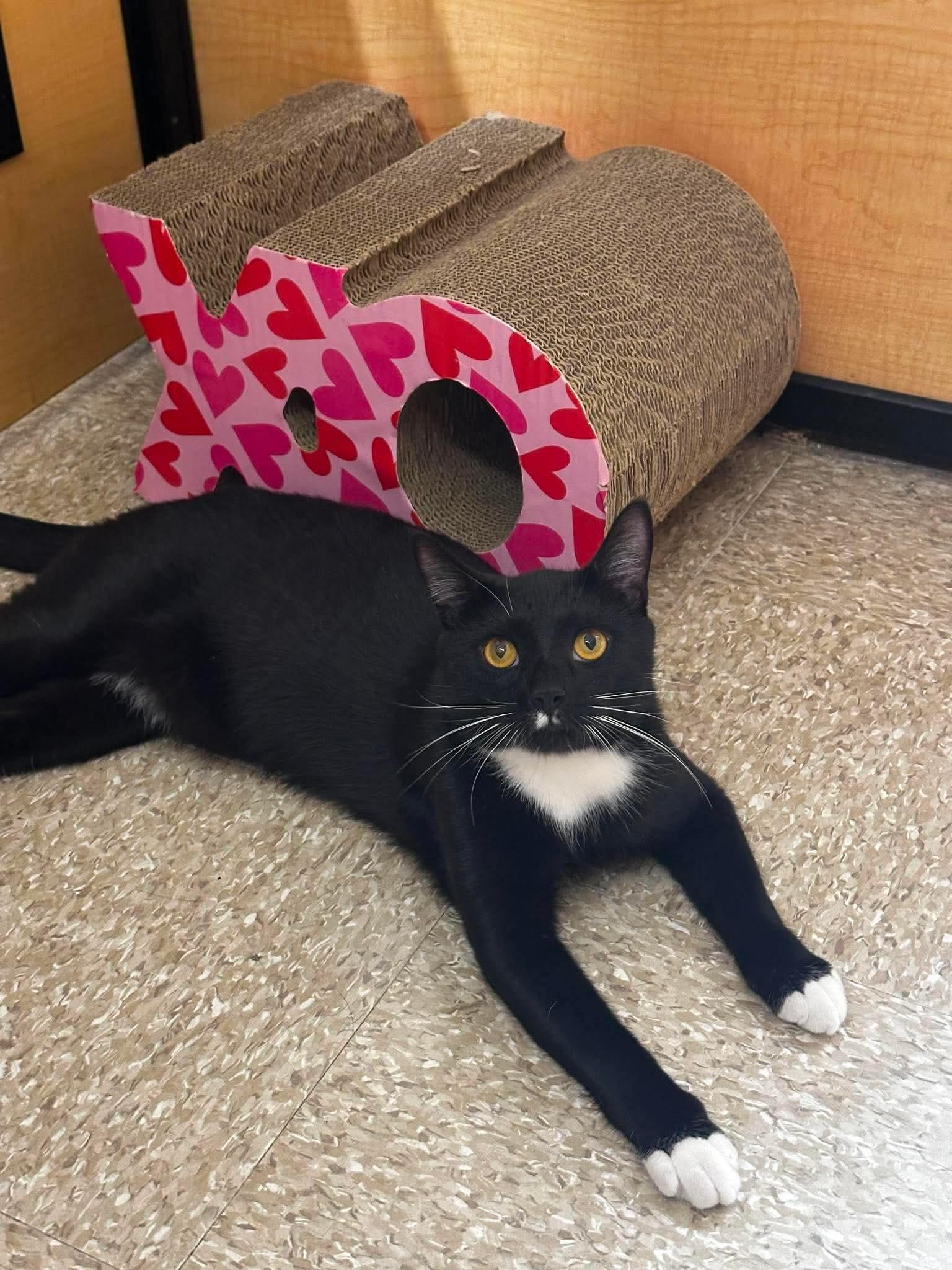 Enlarge Frito, a Adoptable Domestic Short Hair in Buffalo, NY image 2/6