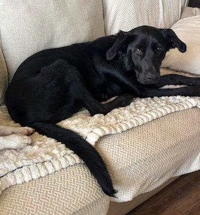 Dorothy, Adoptable, Young Female Black Labrador Retriever.