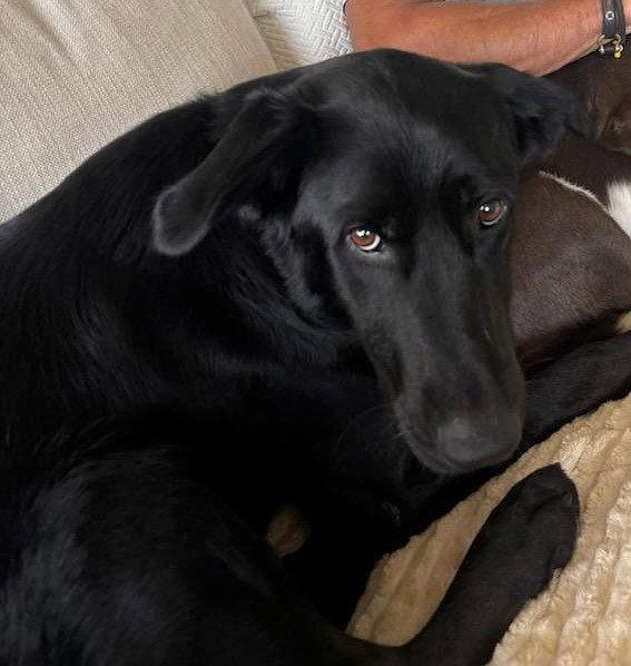 Enlarge Dorothy, a Adoptable Black Labrador Retriever in Wakefield, RI image 2/3