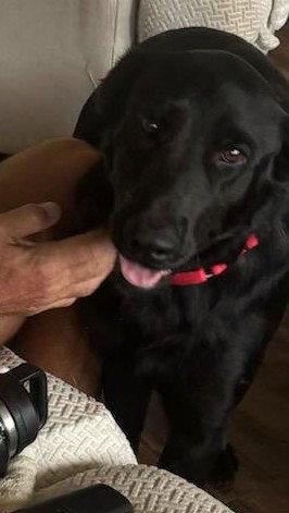 Enlarge Dorothy, a Adoptable Black Labrador Retriever in Wakefield, RI image 3/3