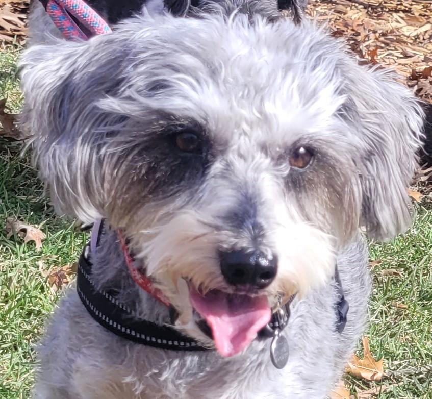 Tippy 2040, adoptable, Adult Female Schnauzer.
