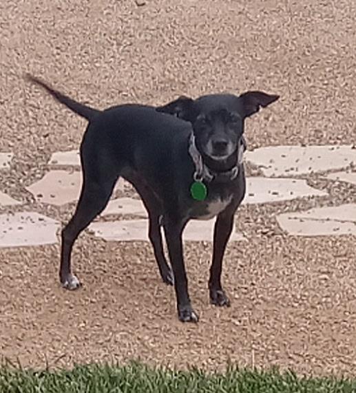 Enlarge Cookie, a ADOPTABLE mixed breed in Yarnell, AZ image 2/4