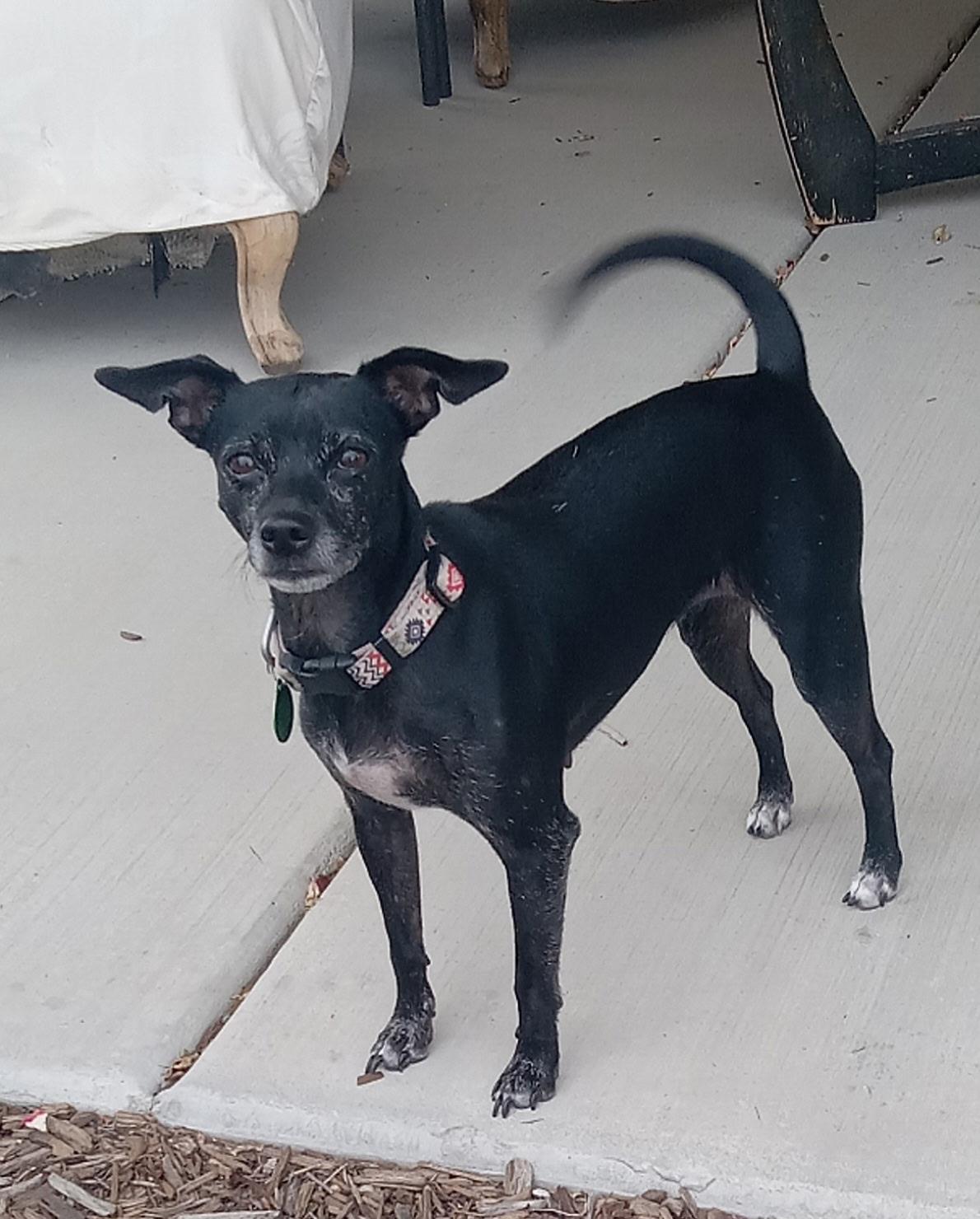 Enlarge Cookie, a ADOPTABLE mixed breed in Yarnell, AZ image 3/4
