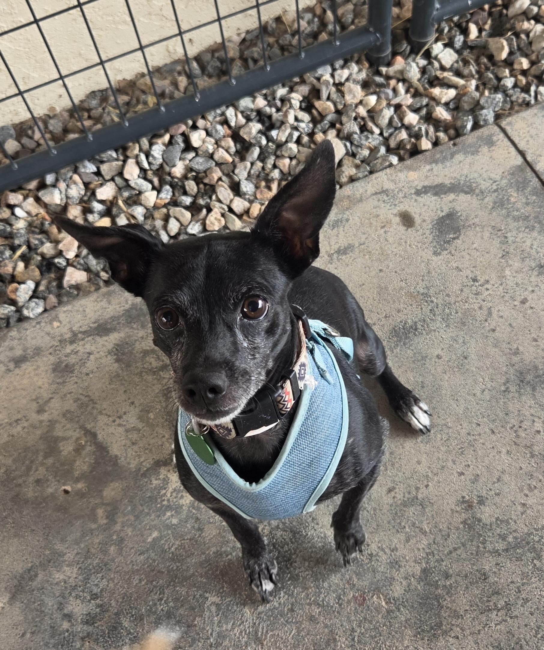 Cookie, ADOPTABLE, Adult Female Rat Terrier.