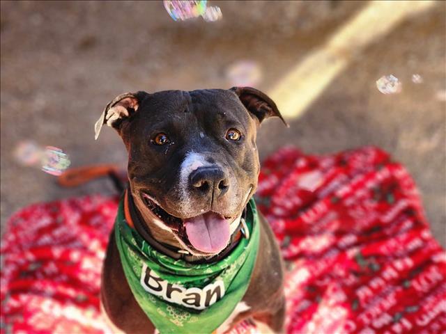 BRAN*, Adoptable, Adult Male Pit Bull Terrier & Labrador Retriever.