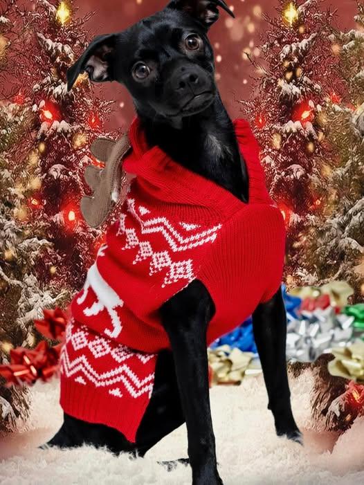 Enlarge Chip, a ADOPTABLE mixed breed in Oakley, CA image 1/1