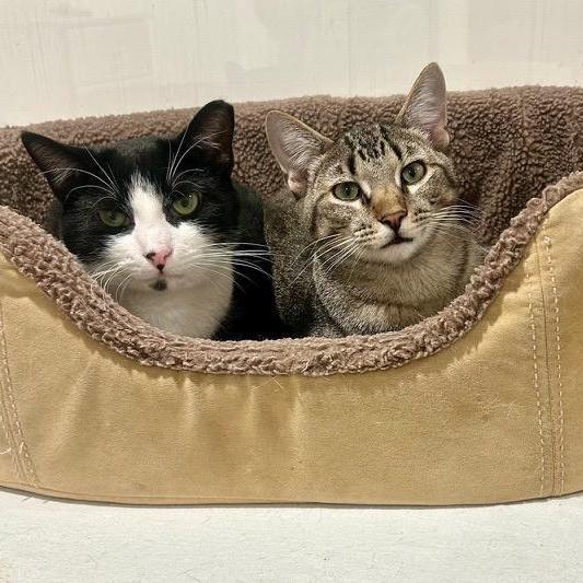 Teddy, a ADOPTABLE Domestic Short Hair in Darien, CT image 2/6