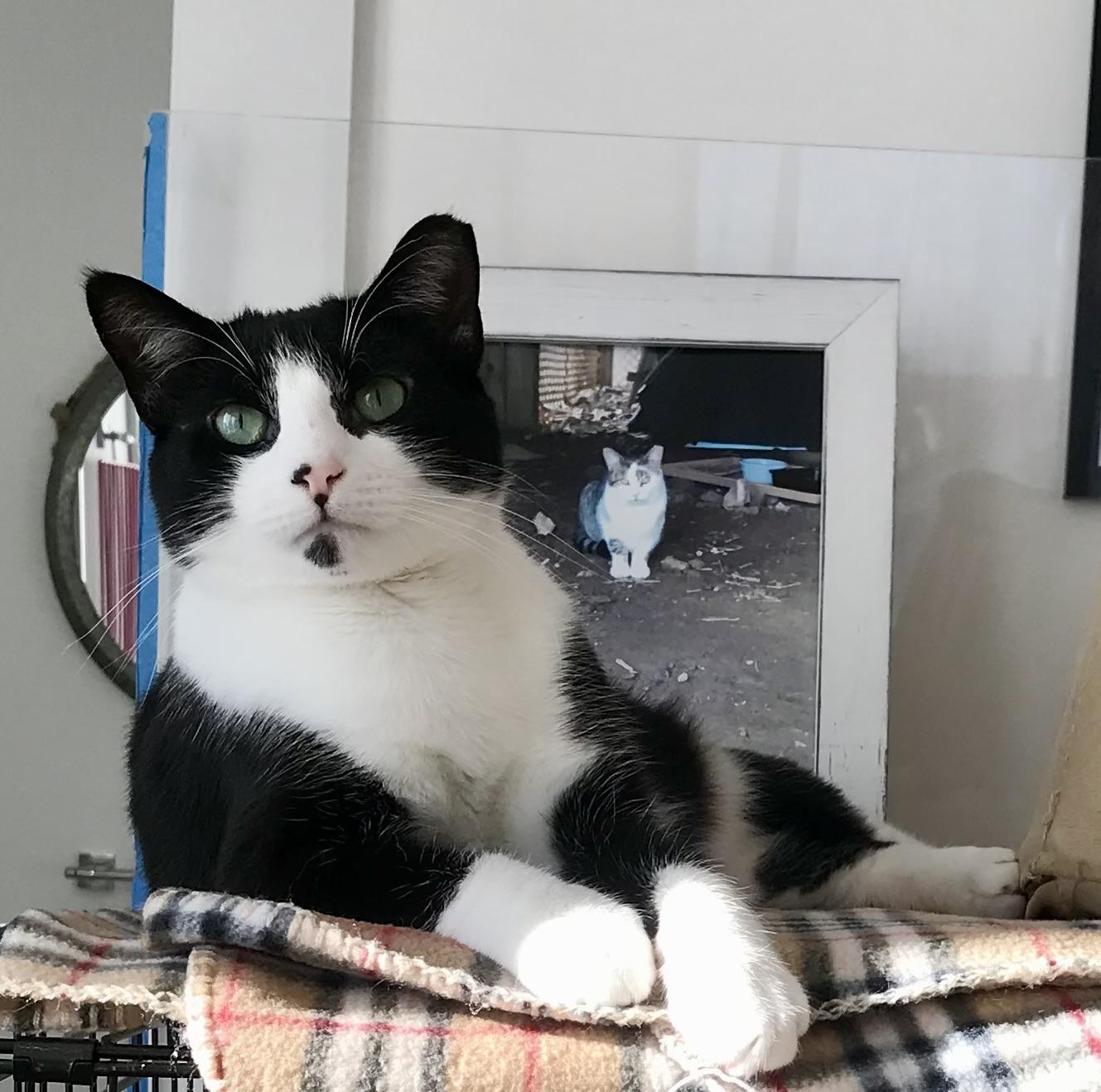 Teddy, a ADOPTABLE Domestic Short Hair in Darien, CT image 5/6