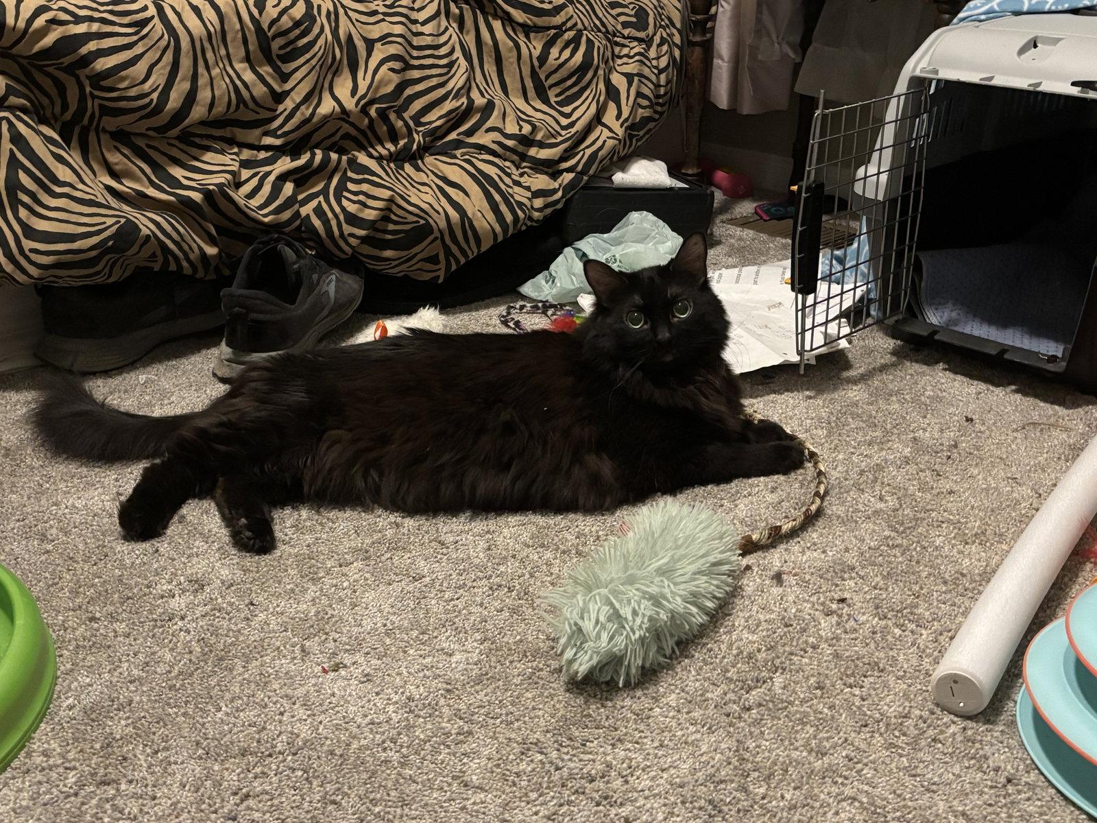 Enlarge Florence, a Adoptable Domestic Long Hair in Aurora, IL image 1/2