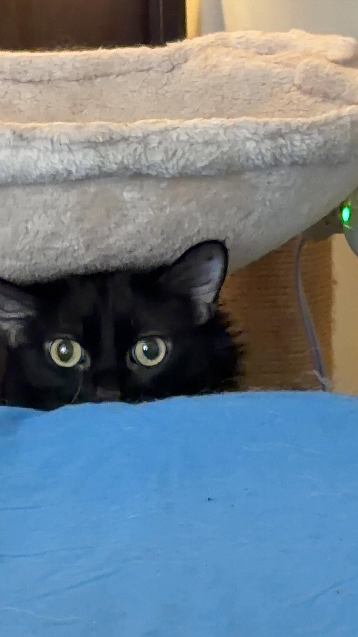 Enlarge Florence, a Adoptable Domestic Long Hair in Aurora, IL image 2/2