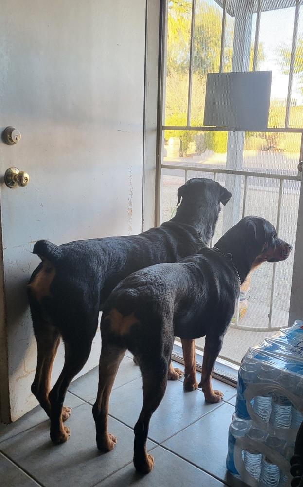 Scarlet, Adoptable, Young Female Rottweiler.