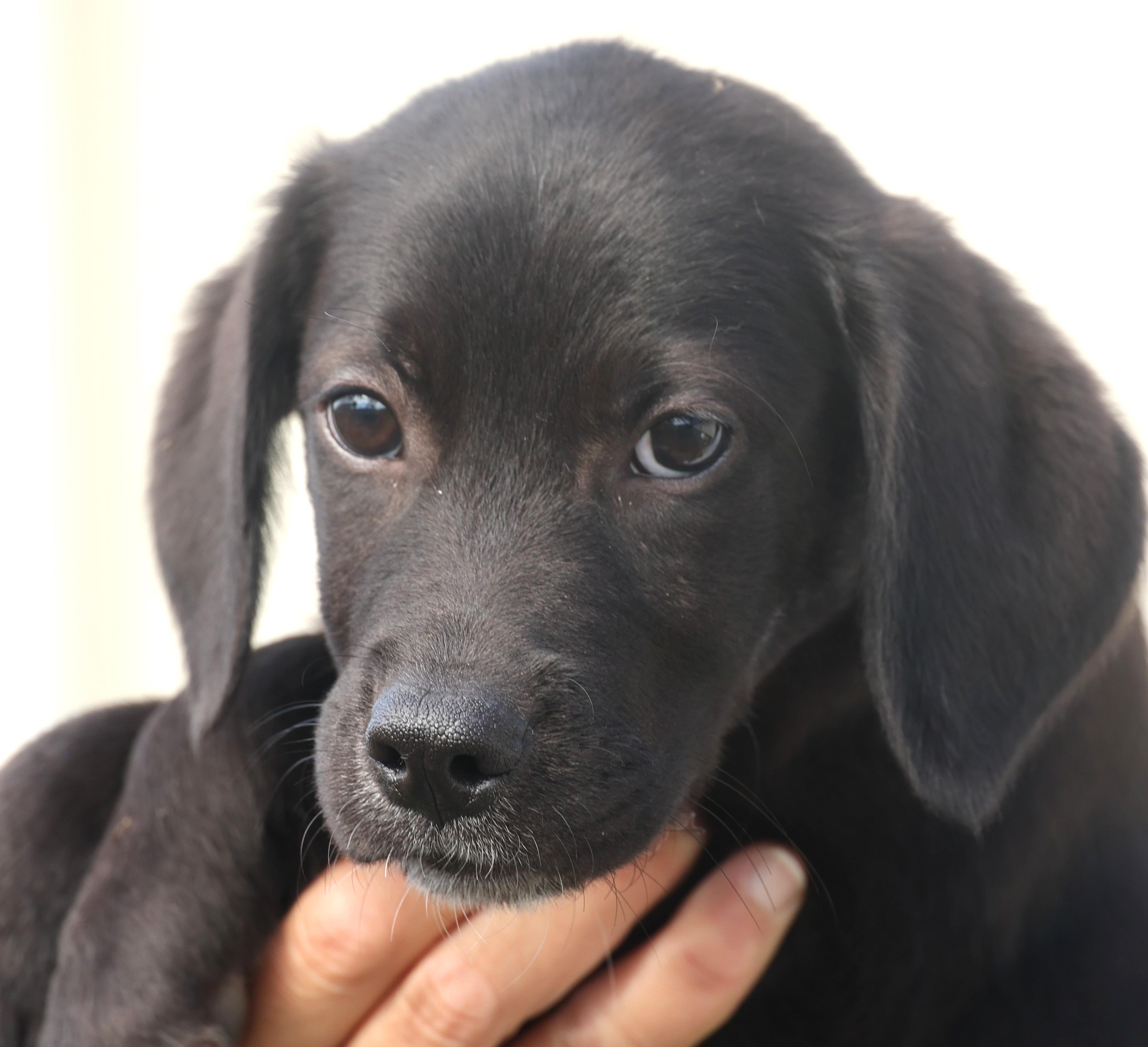 Quantas-Available! www.lhar.dog to apply!