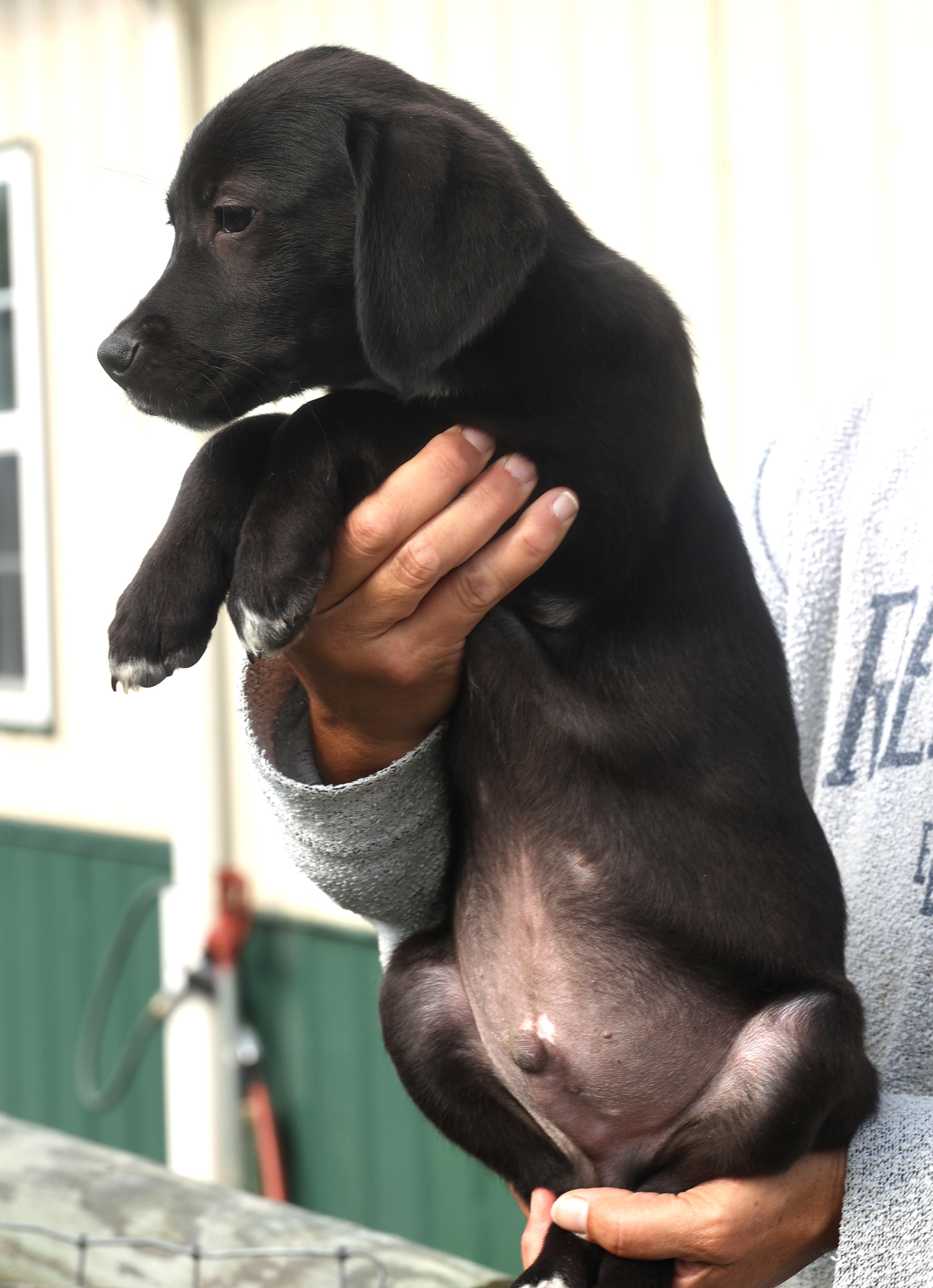 Quantas-Available! www.lhar.dog to apply!