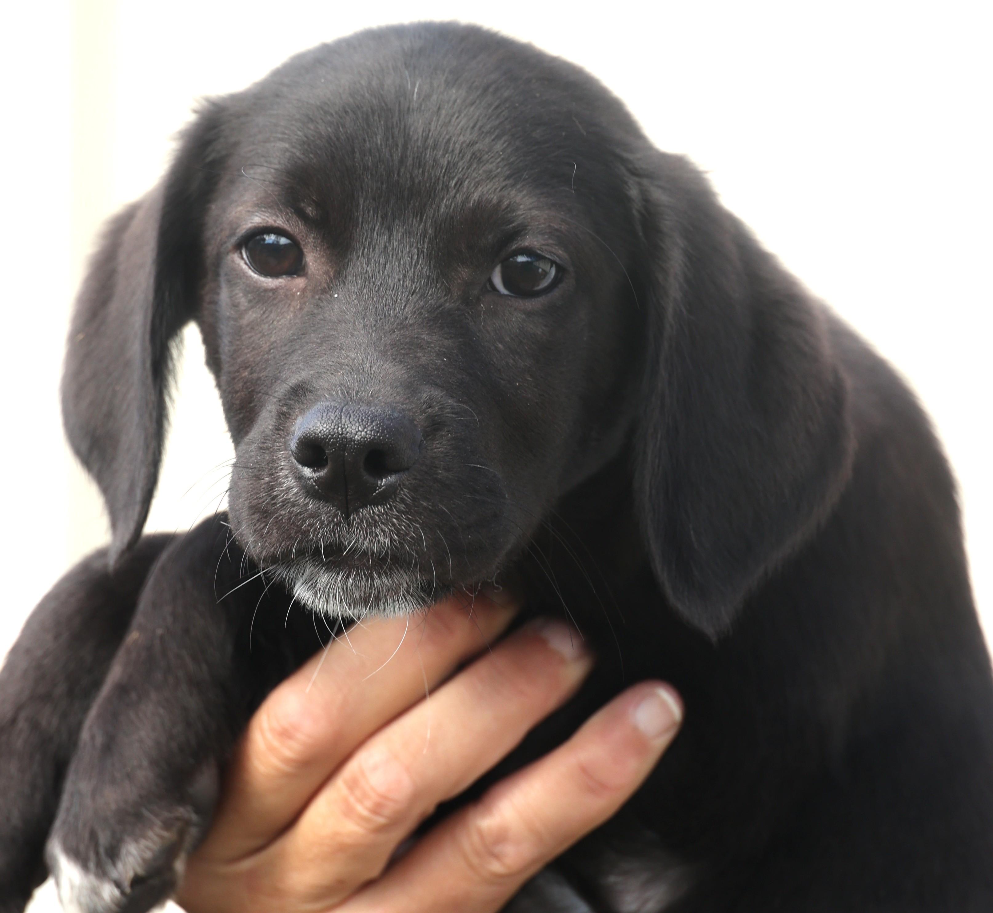 Quantas-Available! www.lhar.dog to apply!