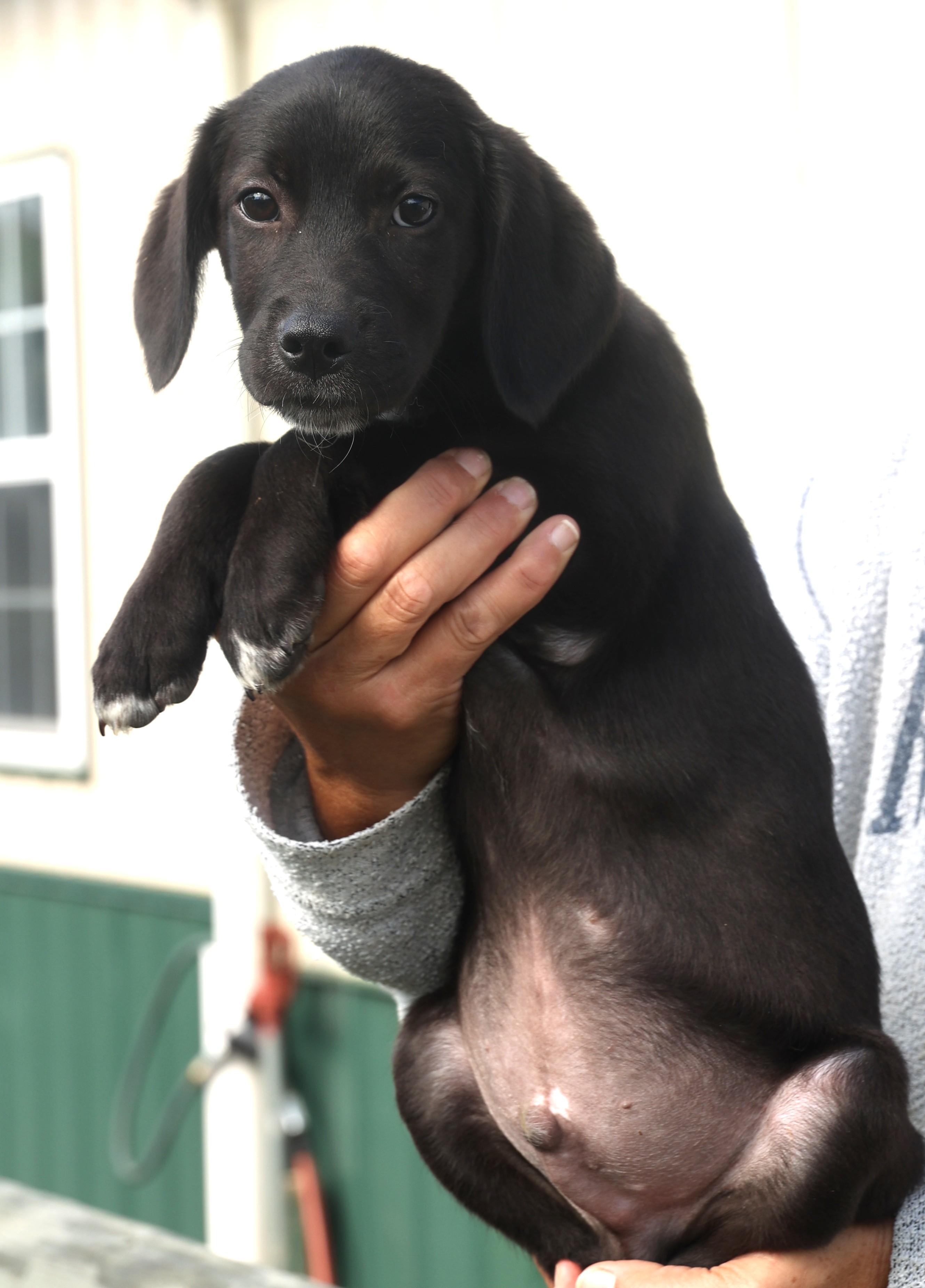 Quantas-Available! www.lhar.dog to apply!