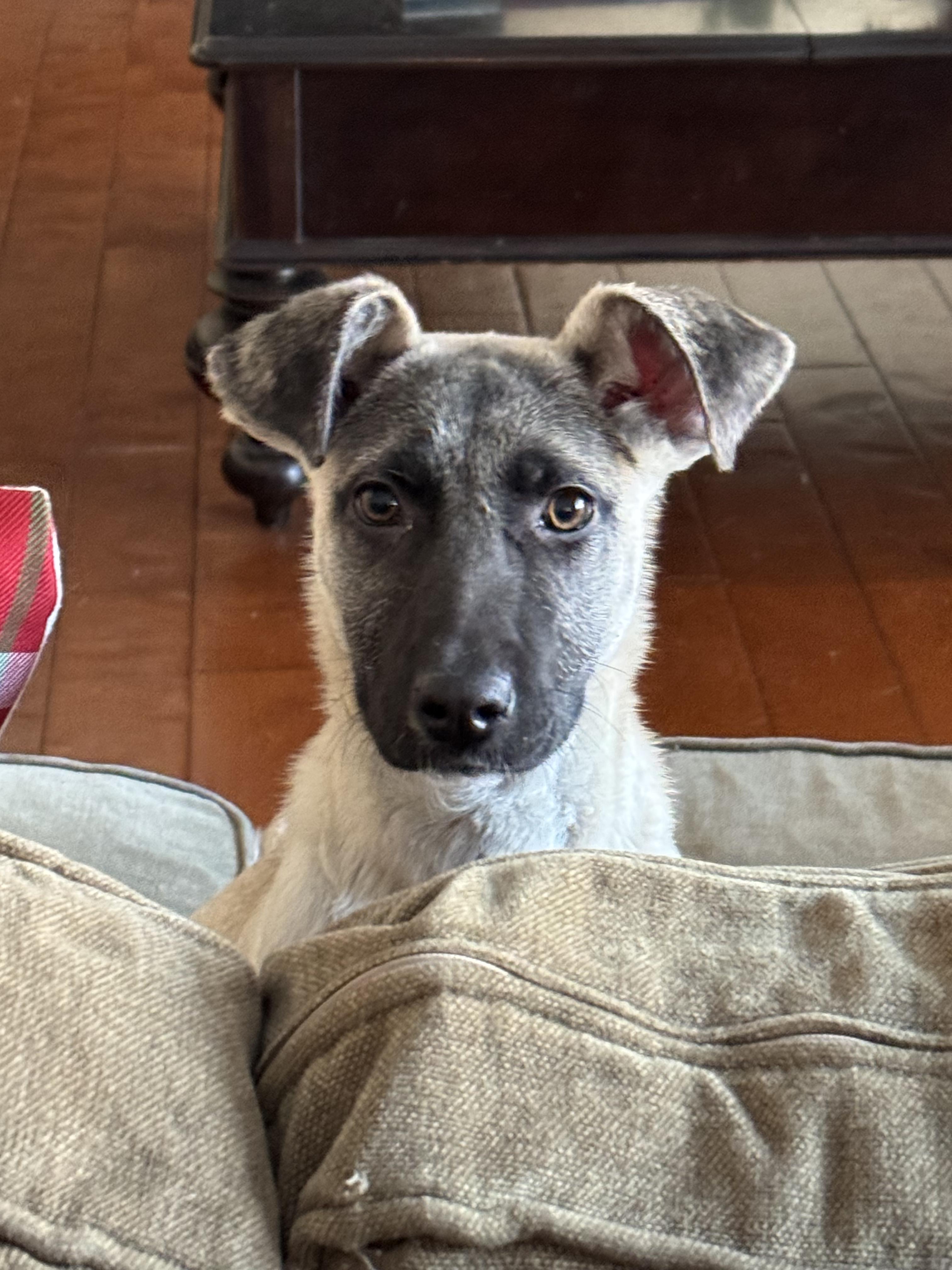 Enlarge Nala, a Adoptable mixed breed in Boston, MA image 3/5