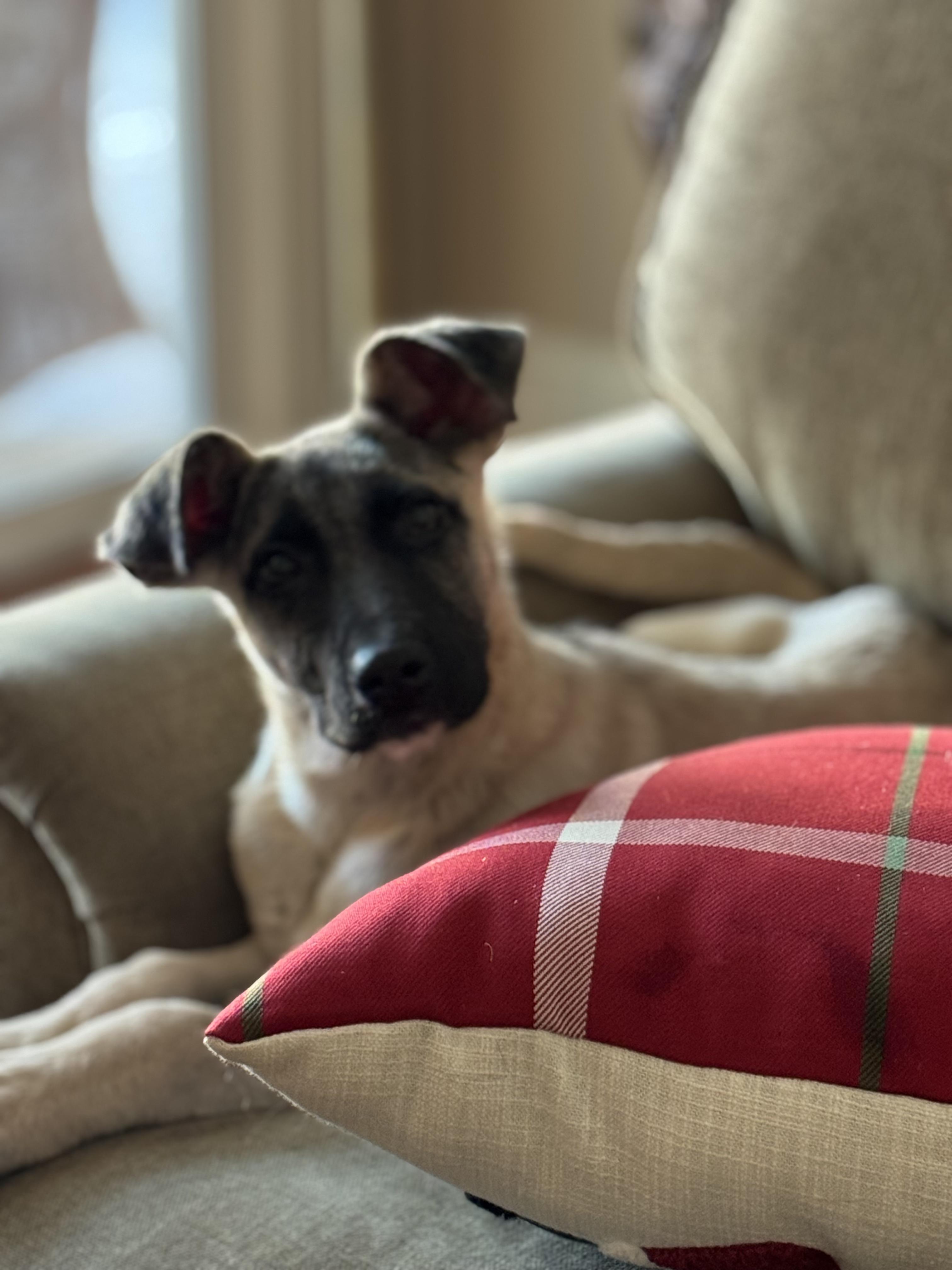 Enlarge Nala, a Adoptable mixed breed in Boston, MA image 1/5