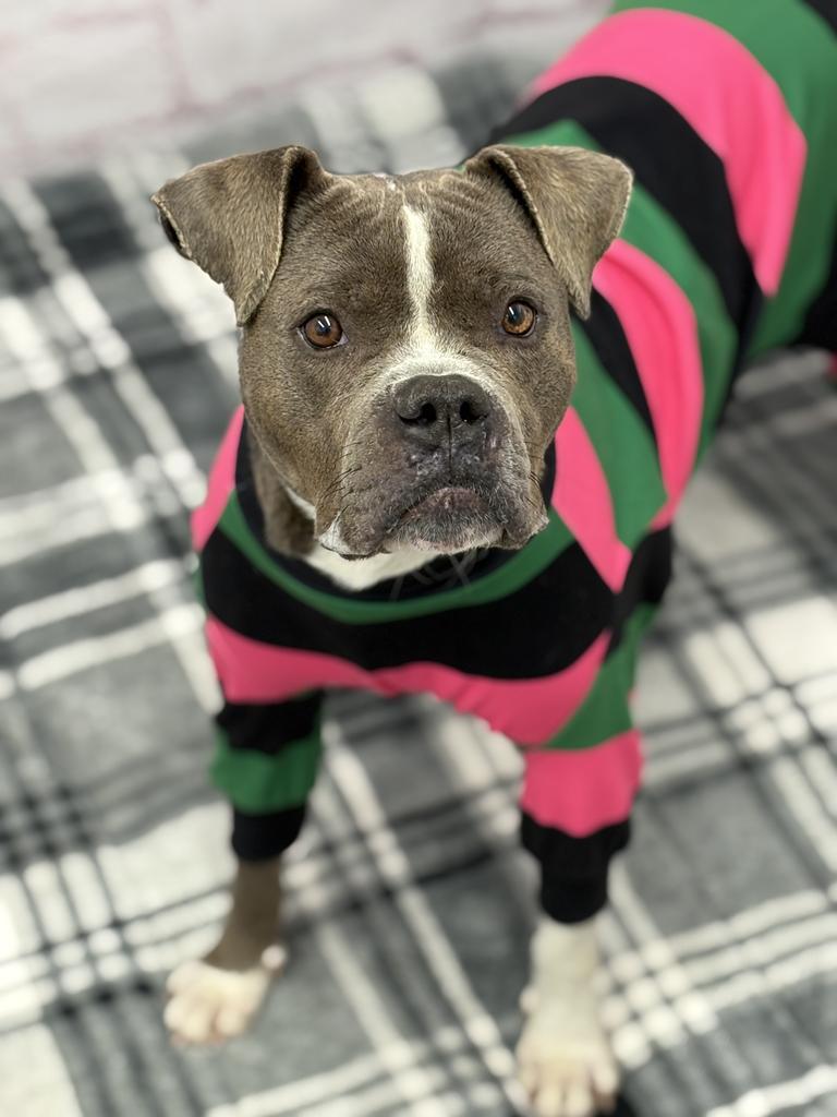 Bestwig, Adoptable, Adult Female Mixed Breed.