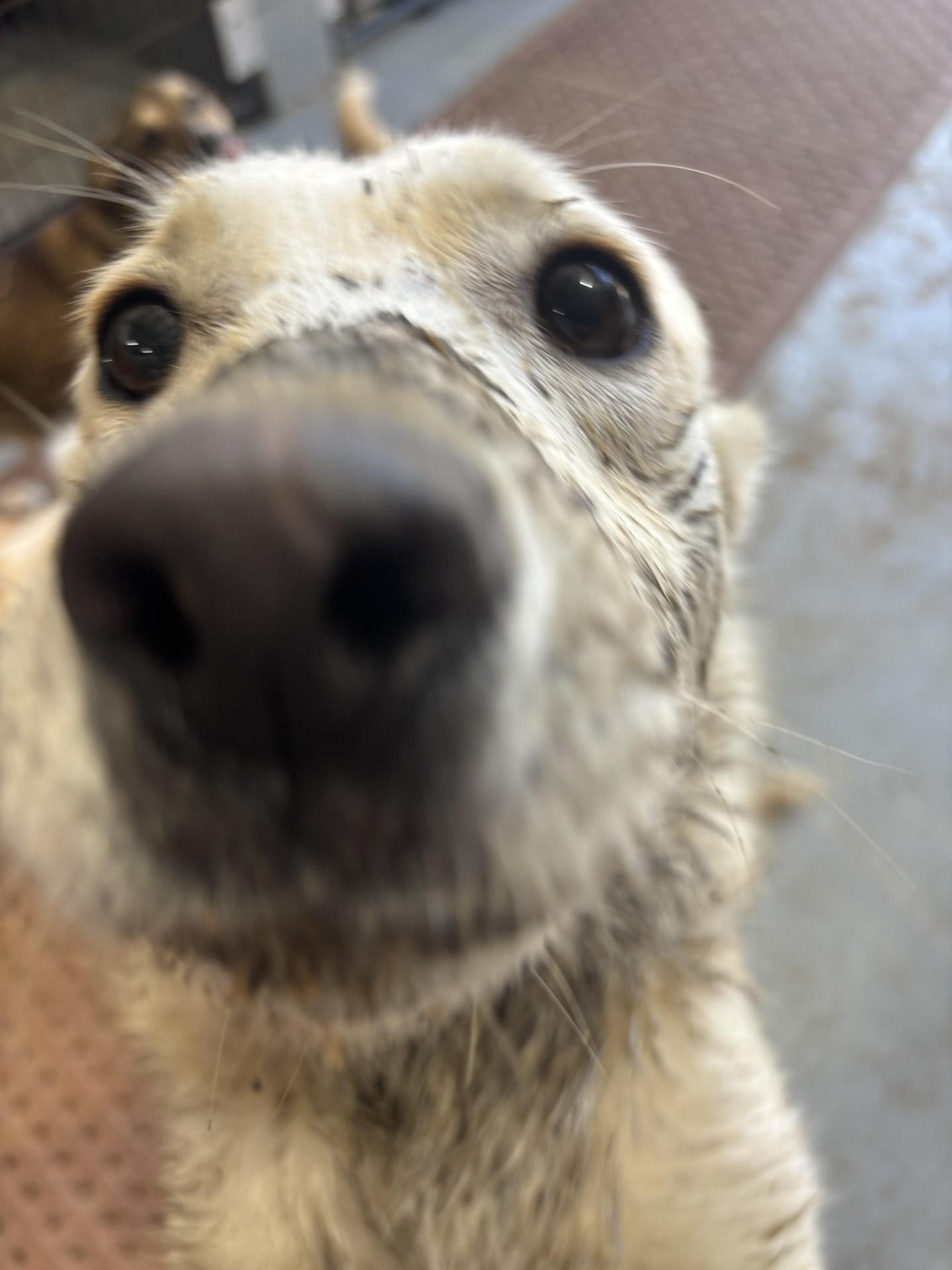 Enlarge Storm, a Adoptable mixed breed in Coldspring, TX image 1/4