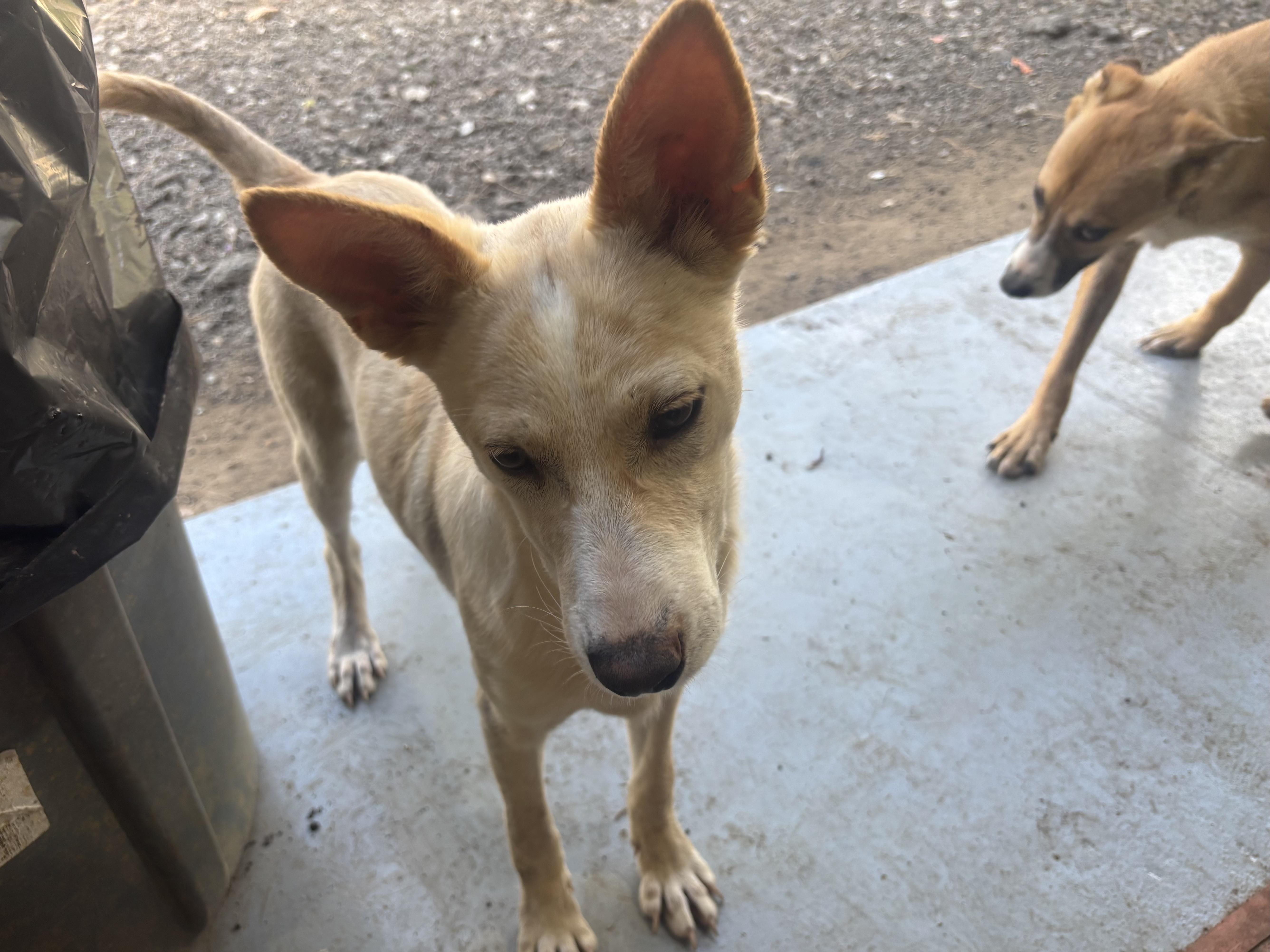 Enlarge Storm, a Adoptable mixed breed in Coldspring, TX image 4/4