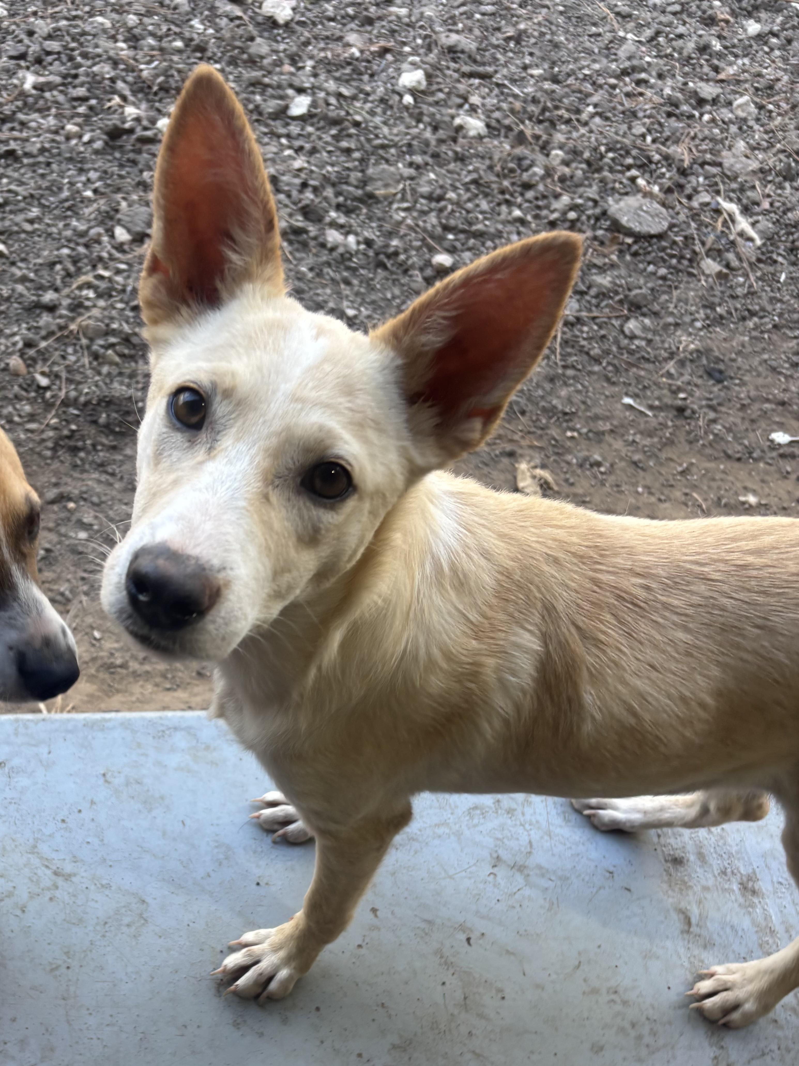 Enlarge Storm, a Adoptable mixed breed in Coldspring, TX image 3/4