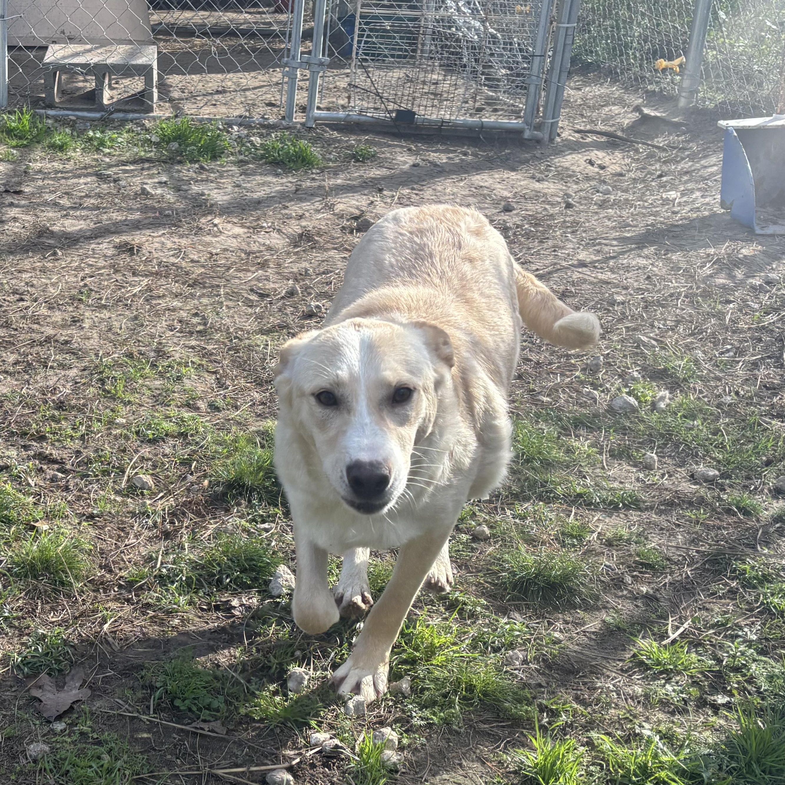 Enlarge Storm, a Adoptable mixed breed in Coldspring, TX image 2/4