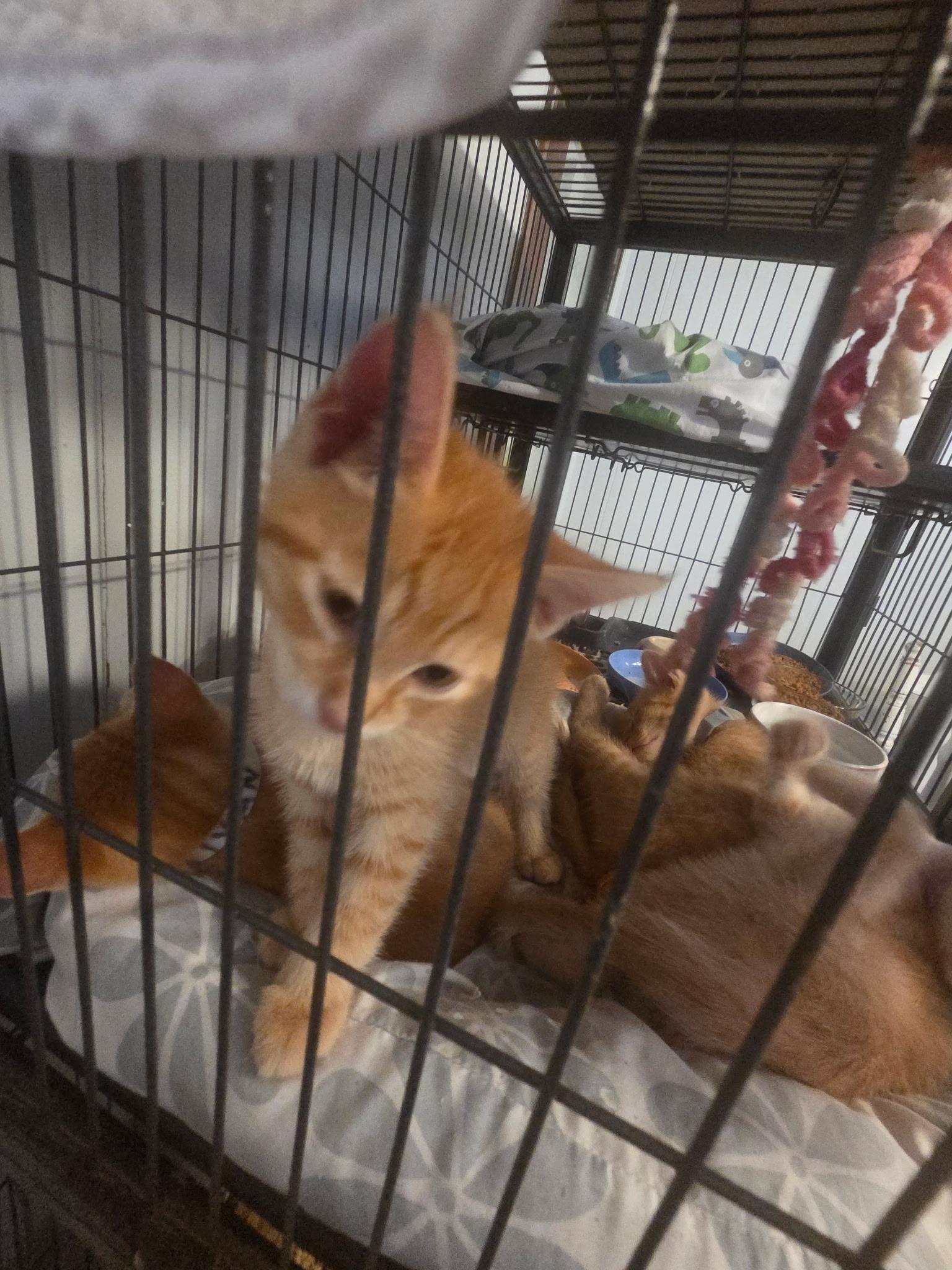 Enlarge Iggy, a Adopted Domestic Short Hair in Port Wentworth, GA image 1/1