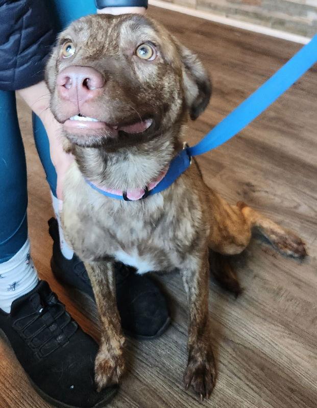 Dolly *Adopt or Foster*, a Adoptable Mountain Cur in Fairfax, VA image 1/3