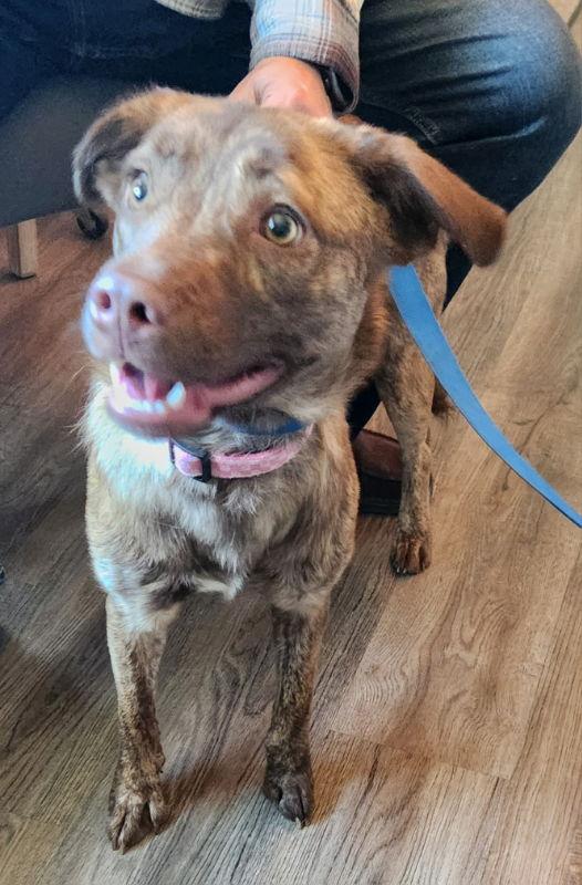 Dolly *Adopt or Foster*, a Adoptable Mountain Cur in Fairfax, VA image 3/3