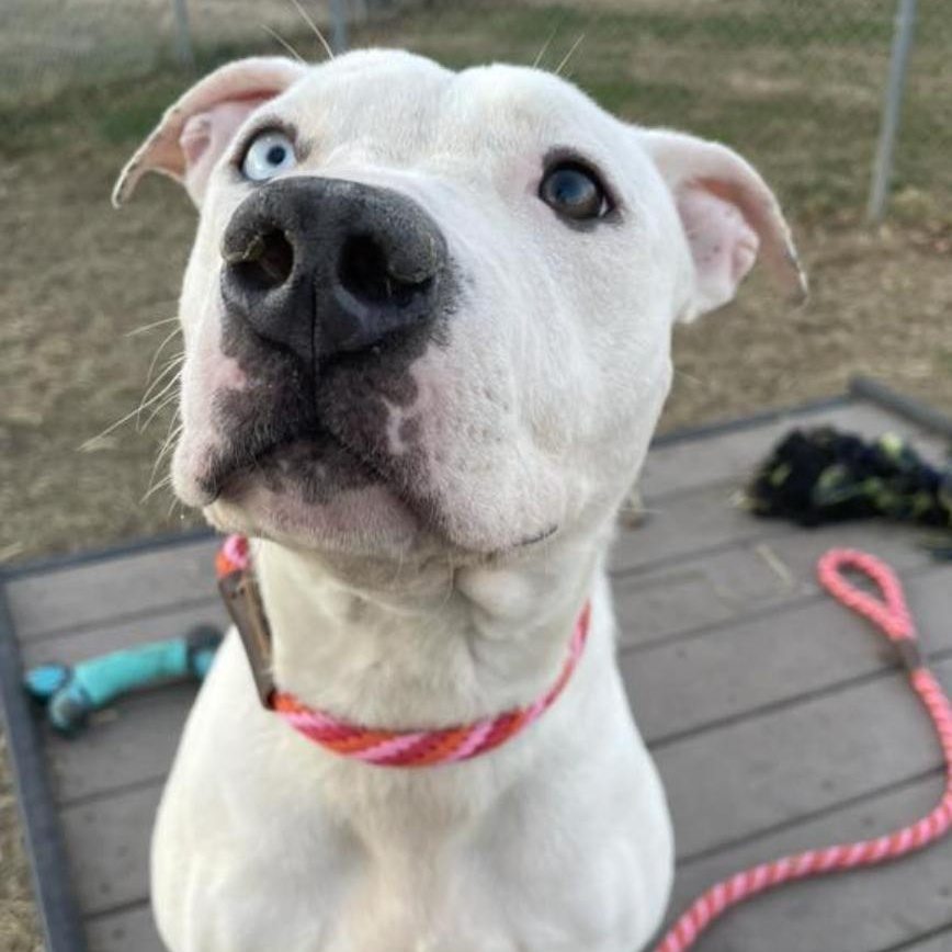 Callista, ADOPTABLE, Young Female Pit Bull Terrier.