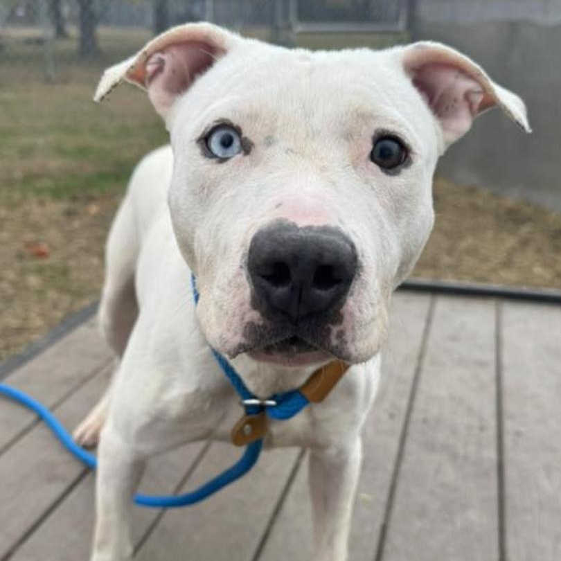 Callista, a ADOPTABLE Pit Bull Terrier in Chicago, IL image 2/4