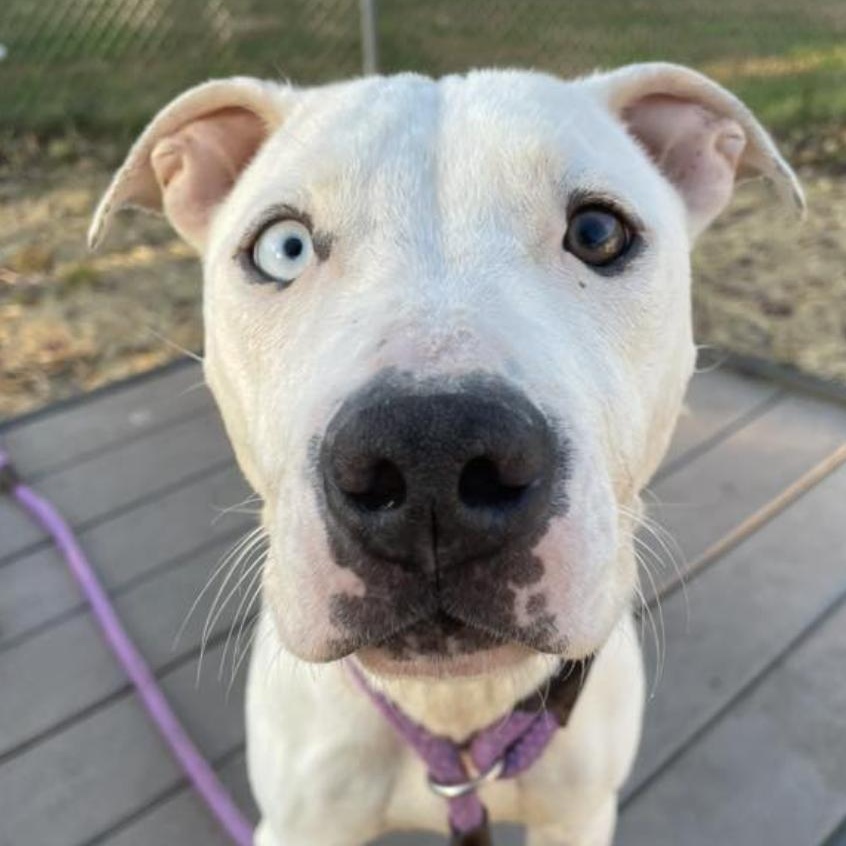 Callista, a ADOPTABLE Pit Bull Terrier in Chicago, IL image 3/4