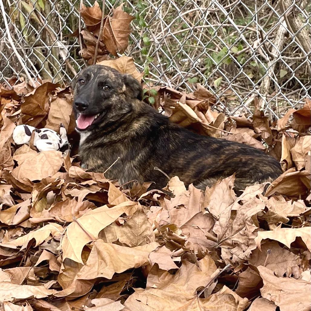 Enlarge Timber, a Adoptable mixed breed in Livingston, TX image 1/6