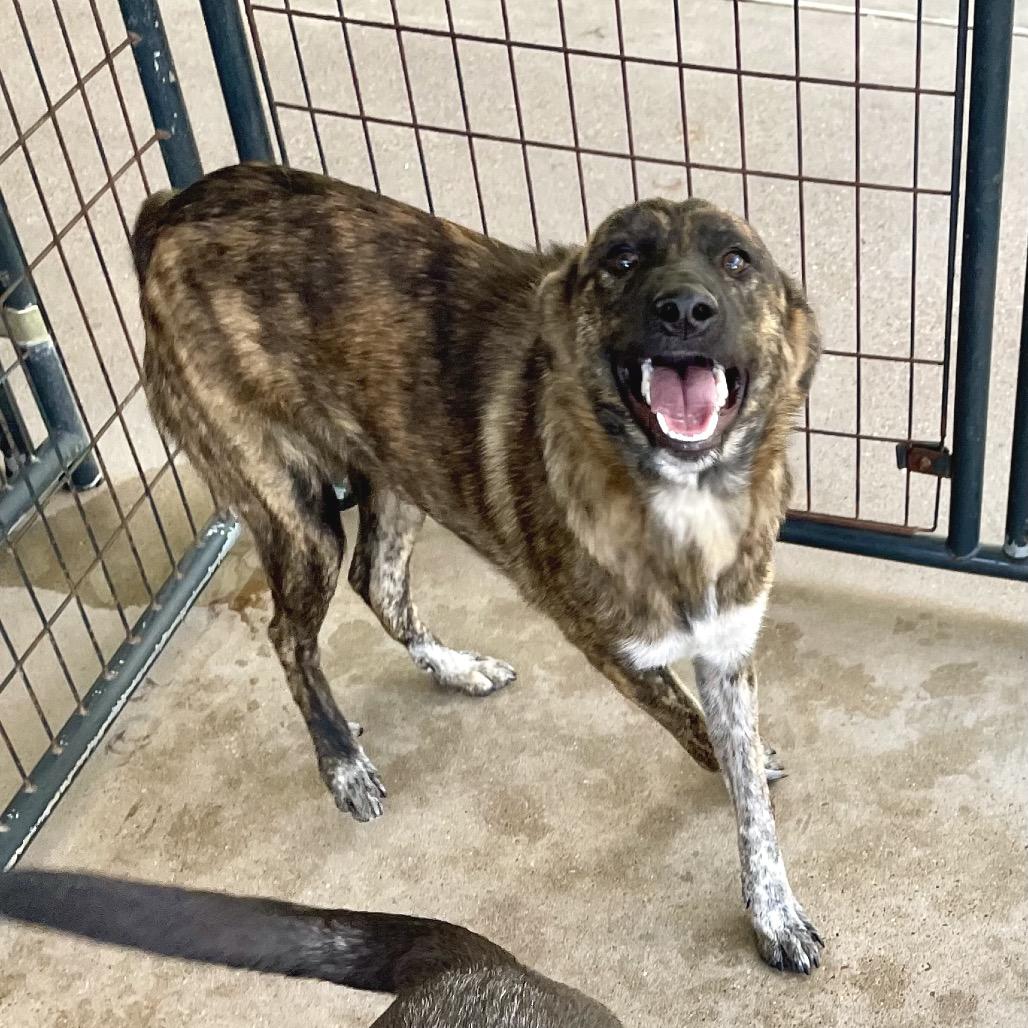 Enlarge Timber, a Adoptable mixed breed in Livingston, TX image 2/6